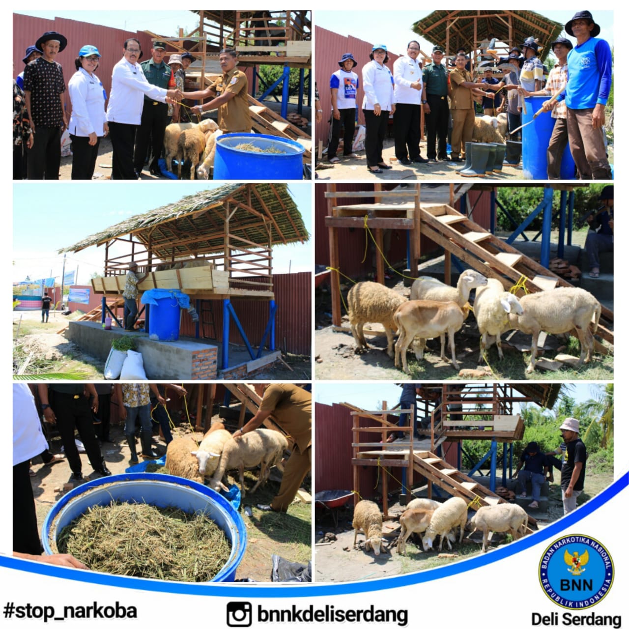 Kepala BNN Kabupaten Deli Serdang Serahkan 5 Induk Domba Kepala BNN Kabupaten Deli Serdang Serahkan 5 Induk Domba